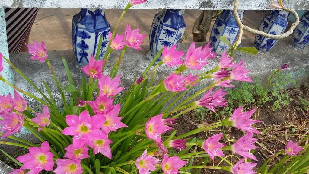 Center Homestay Hoi An Esterno foto